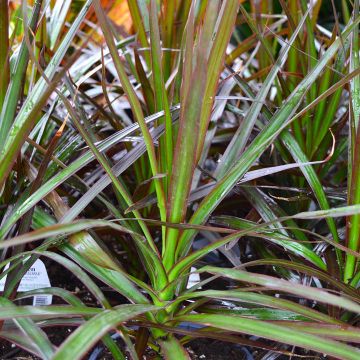 Dracaena, 'Bloodstone'