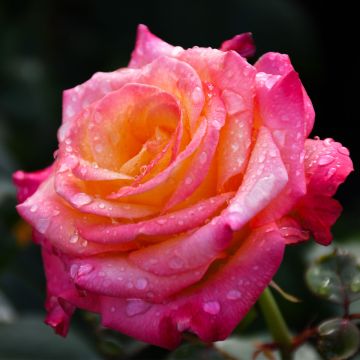 Rosa, Tea Rose 'Dream Come True'