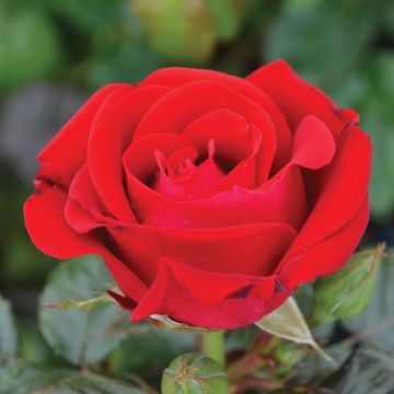 Rosa, Floribunda Rose 'Drop Dead Red™'