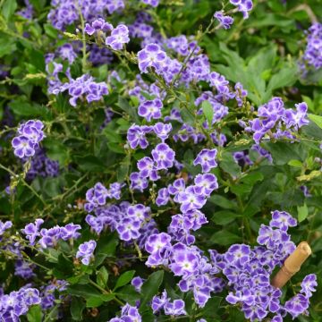 Duranta Erecta 'Golden Dewdrop'