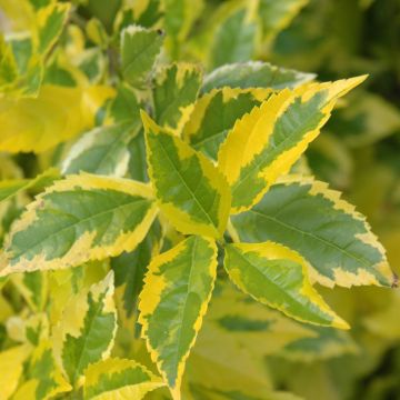Duranta Erecta 'Gold Edge'