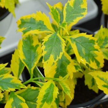 Duranta Erecta 'Gold Edge'
