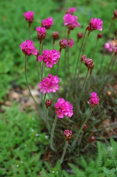 Armeria, Sea Thrift 'Dusseldorf Pride'