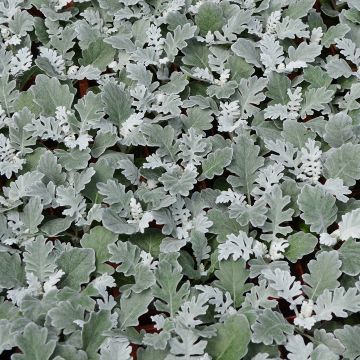 Senecio, Dusty Miller