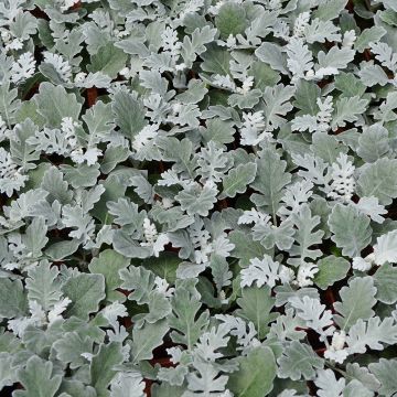 Dusty Miller, 'Silver Dust'