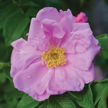 Rosa, Shrub Rose 'Dwarf Pavement'