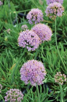 Allium, Dwarf Allium 'Blue'