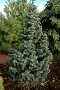 Abies, Compact White Fir (Large Sizes)