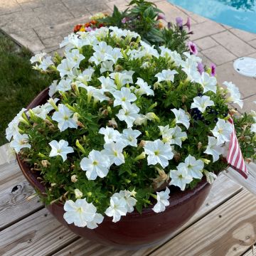 Petunia, Light Bio 'Firefly'