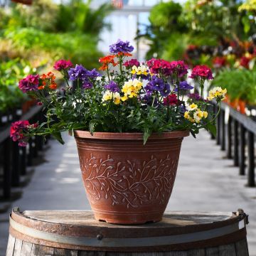 'Early Spring' Combo Patio Planter