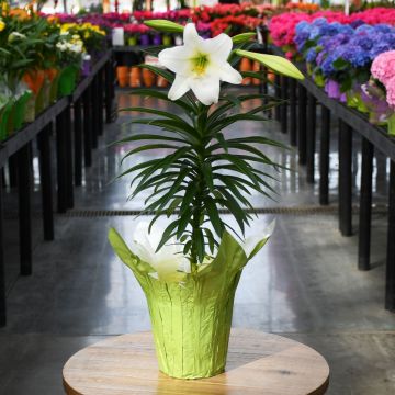 Lilium, Easter Lily