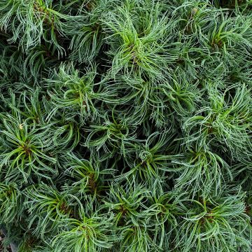 Pinus, Eastern White Pine 'Mini Twists'