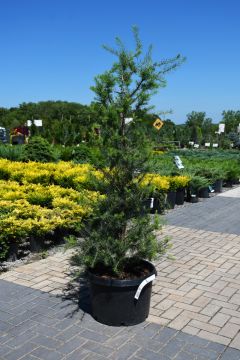 Larix, Eastern Larch 'Tamarack'