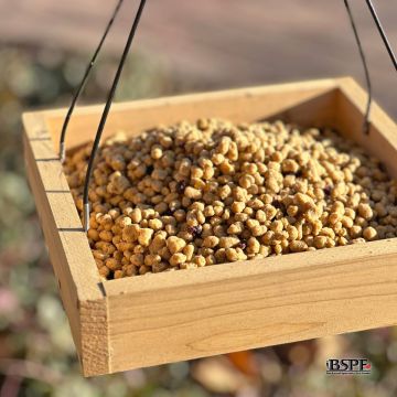 hungrybird® Blended Berry Energy Complete™ High Protein Suet Bites 3 lb