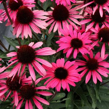 Echinacea, Coneflower 'Dark Shadows™ Wicked'