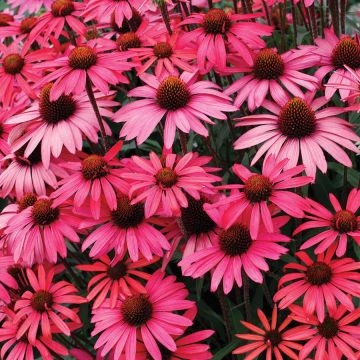 Echinacea, Coneflower 'Dream™ Glowing Dream'
