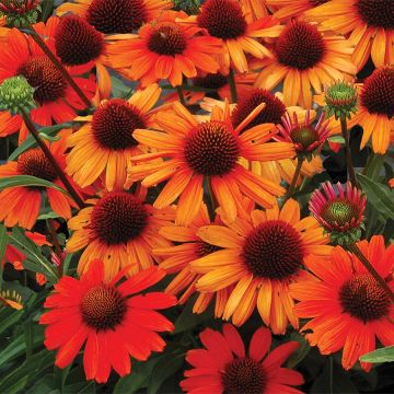 Echinacea, Coneflower 'Kismet® Intense Orange'