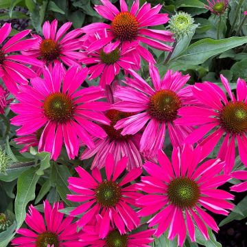 Echinacea, Coneflower 'Kismet® Raspberry'