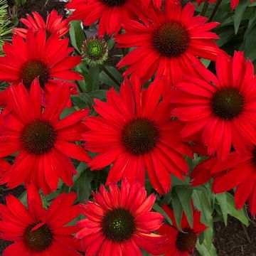 Echinacea, Coneflower 'Kismet® Red'