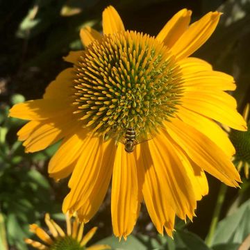 Echinacea, Coneflower 'Kismet® Yellow'