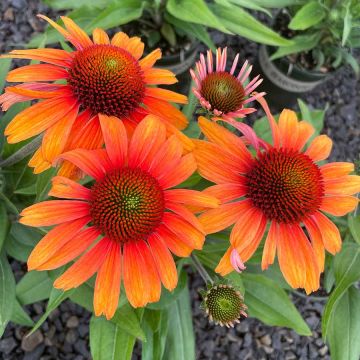 Echinacea, Coneflower 'Prima™ Tiger'