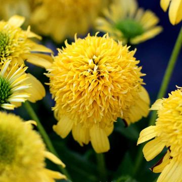 Echinacea, Coneflower 'Sunny Days™ Lemon'