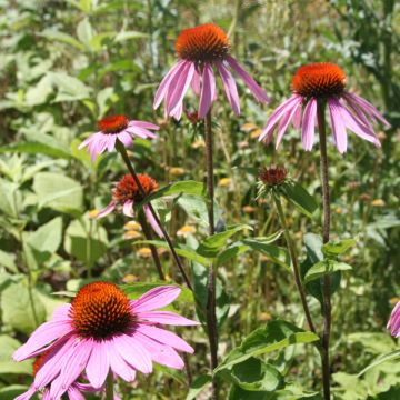 Echinacea, Purple Coneflower, 6 pack