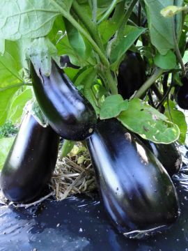 Solanum, Eggplant 'Classic'