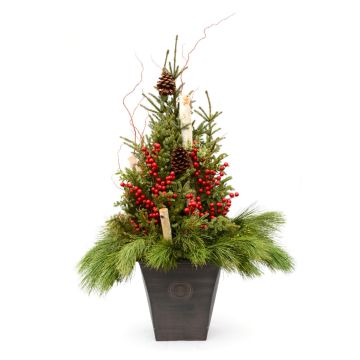 'Elegant Designer' Spruce Tip Container