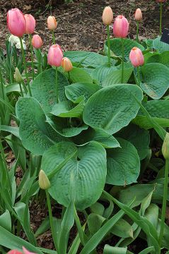 Hosta, Blue Leaf 'Elegans'