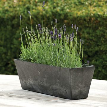 Novelty, Ella Flower Box, Black, 14"