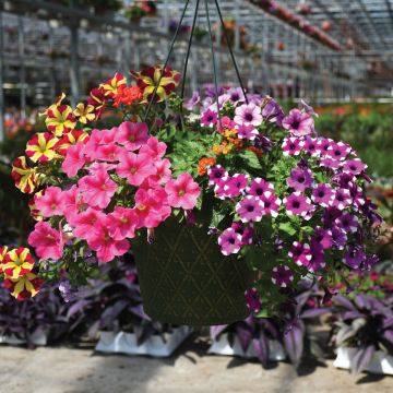 12” Hanging Basket