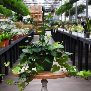 Hedera Helix, English Ivy