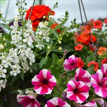 'English Garden' Combo