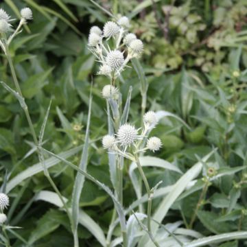 Eryngium, Rattlesnake Master, 6 pack