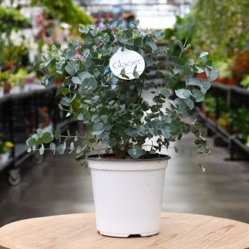Eucalyptus 'Glacier'