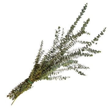 Eucalyptus, Baby Eucalyptus