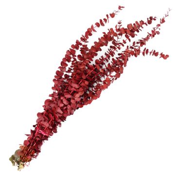Eucalyptus, Baby Eucalyptus 'Red Dipped'