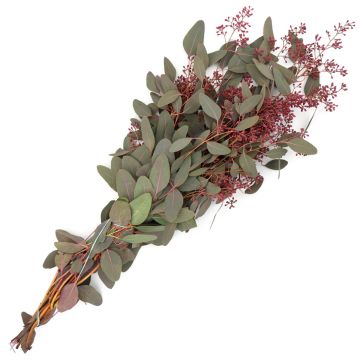 Eucalyptus with Seed Heads 'Burgundy'