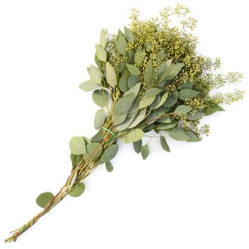 Eucalyptus with Seed Heads