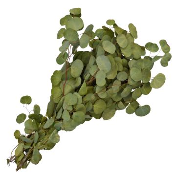 Eucalyptus 'Silver Dollar'