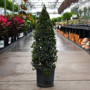 Eugenia, Topiary 'Cone'