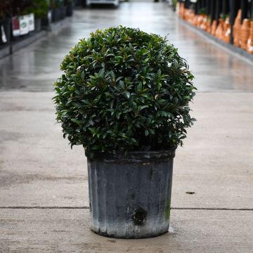 Eugenia, Topiary 'Globe'