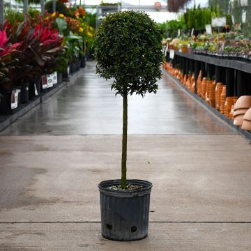 Eugenia, Topiary '1 Ball'