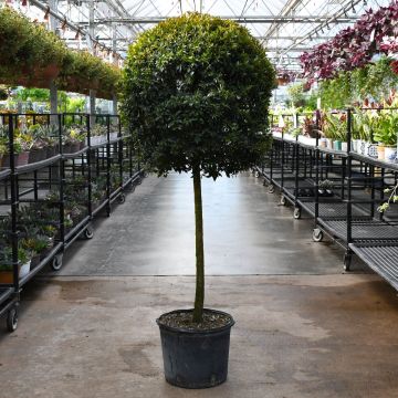 Eugenia, Topiary '1 Ball' Tall