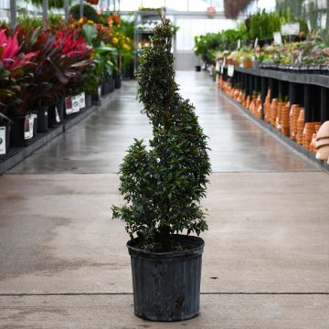 Eugenia, Topiary 'Spiral'