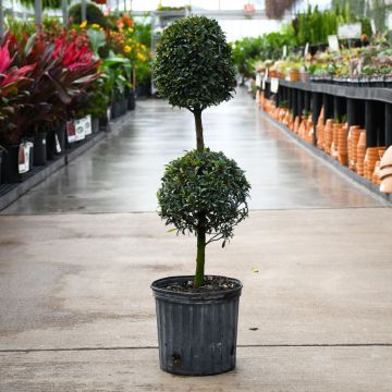 Eugenia, Topiary '2 Ball'