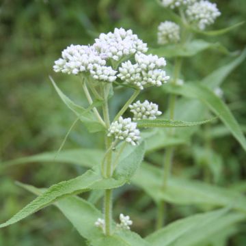 Eupatorium, Boneset, 6 pack