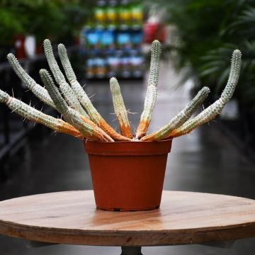 Euphorbia Mammillaris 'Corncob Cactus'