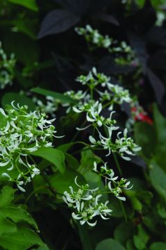 Euphorbia, Euphoric™ 'White'